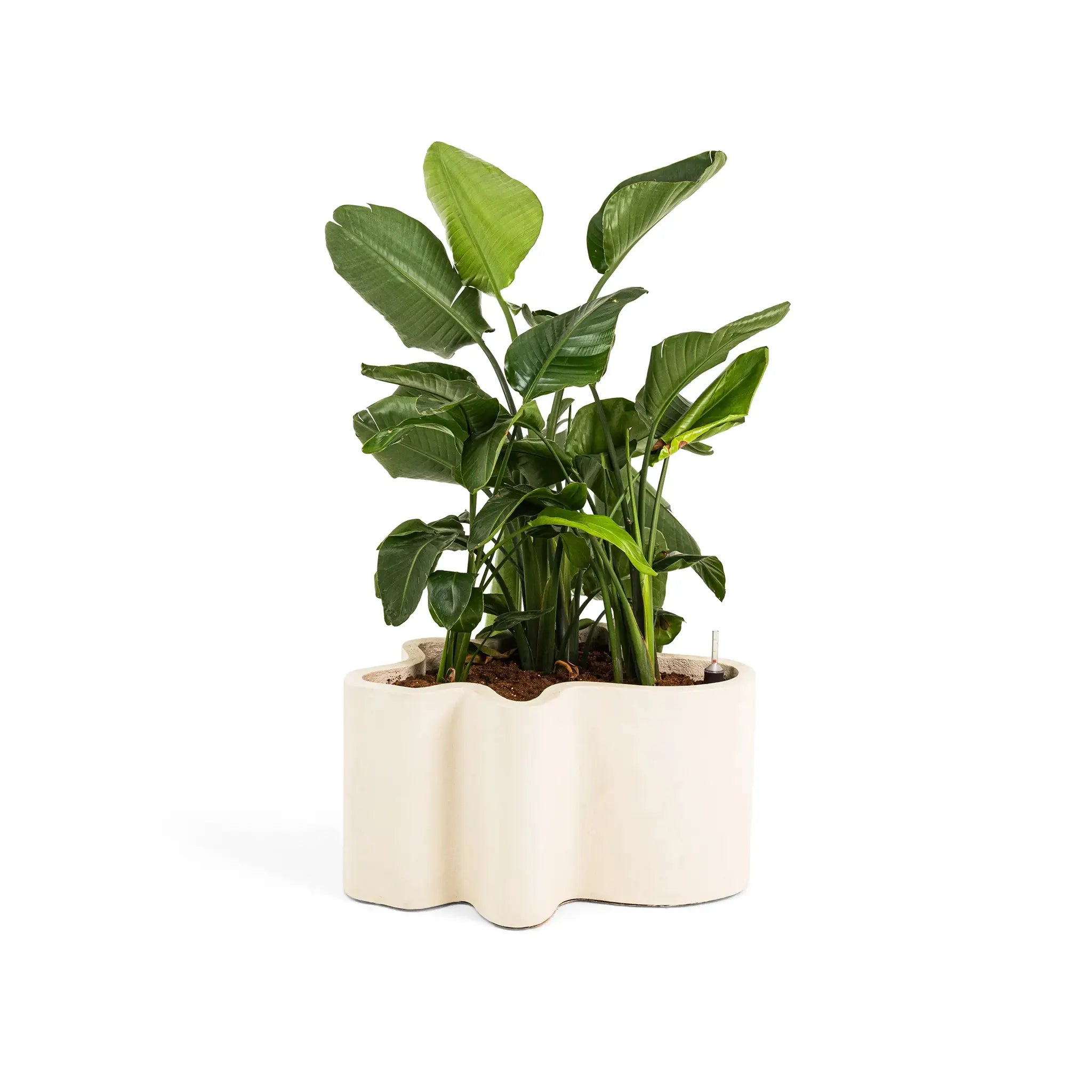 The Rupert Microplaster Planter