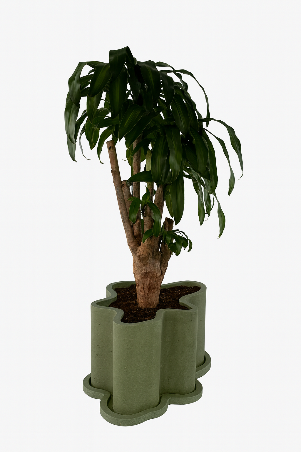 The Rupert Planter