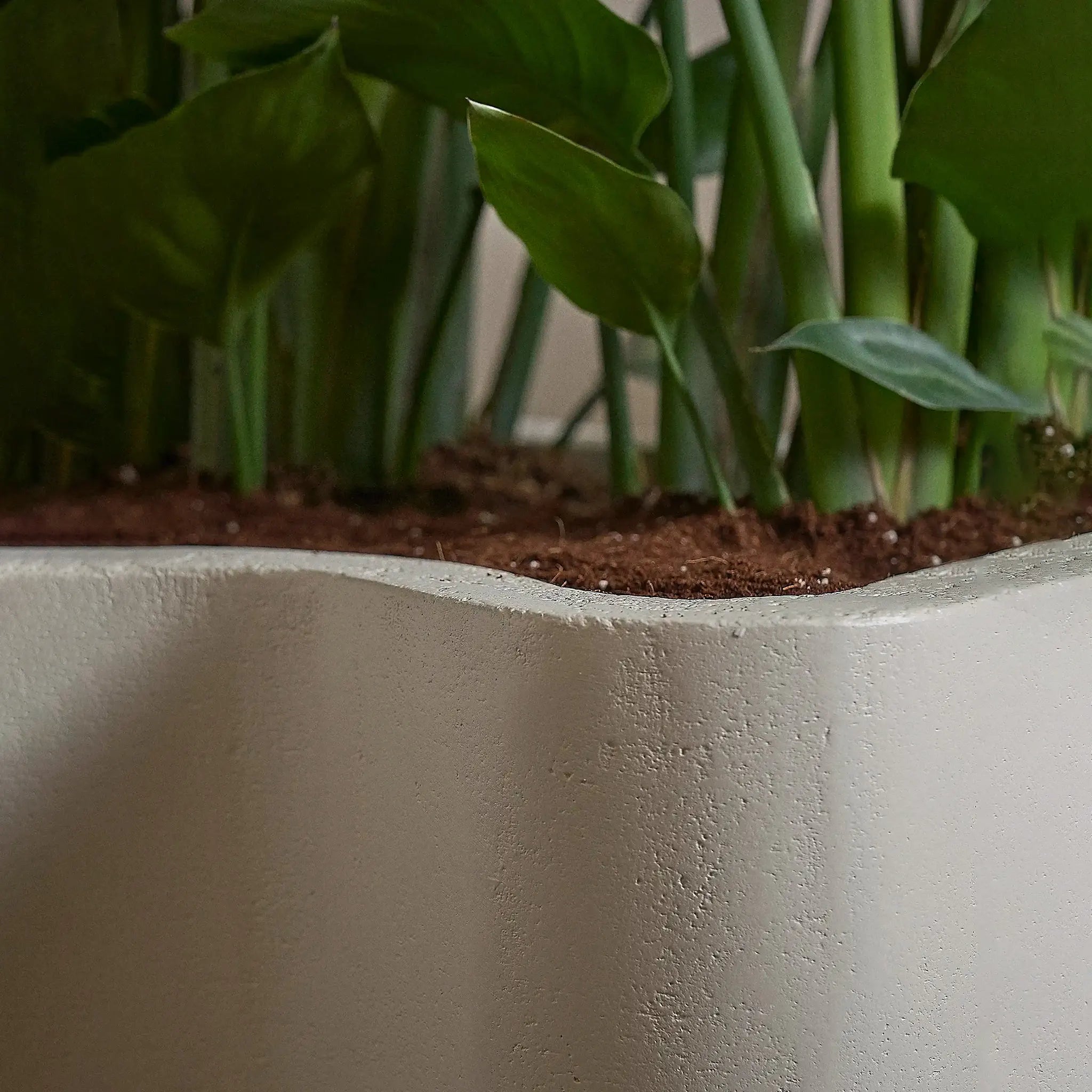 The Rupert Microplaster Planter